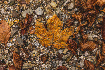 vista macro di vari tipi di foglie secce cadute su un terreno naturale roccioso © PhotoMet