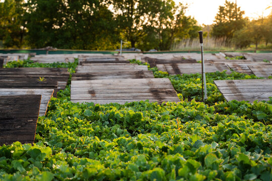 Snail farming field with rows of wooden boards over green plants, heliciculture system and sustainable agriculture landscape
