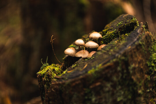 vista macro di parte del ceppo di un vecchio albero tagliato con alcuni piccoli funghi dai colori chiari cresciuti sulla sua superficie