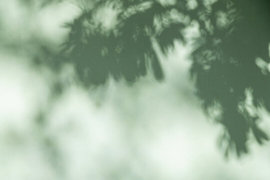 Abstract Nature Shadow Background, Soft Foliage and Tree Branch Silhouettes on Sage Green Textured Wall.