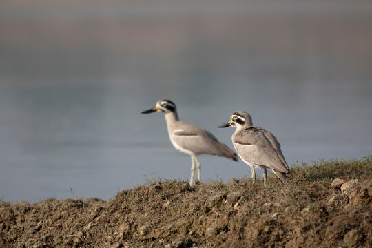 Great stone-curlew on the Chambal River, Madhya Predesh, India