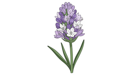 Obraz premium A single white oleander flower illustration on a white background.