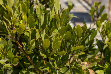 Obraz premium Close up of green bay laurel leaves growing on bush in sunny Mediterranean garden. Fresh aromatic plant used as cooking spice. September, Turkey.