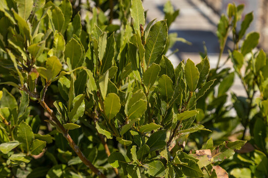 Close up of green bay laurel leaves growing on bush in sunny Mediterranean garden. Fresh aromatic plant used as cooking spice. September, Turkey.