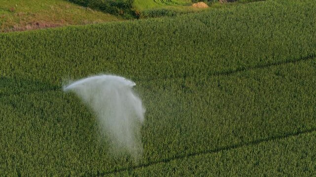 Water wasting with a sprinkler machine, maize monoculture in France in summer.