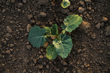 Top view of young oilseed rapeseed and canola plant growing in fertile soil, early crop stage and agriculture concept