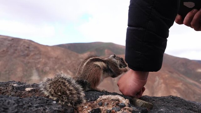 A hand feeds a Barbary ground squirrel on dark volcanic rock in Fuerteventura. The squirrel reaches, nibbles, then darts away under soft overcast daylight.