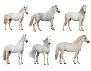 Obraz premium Group of white unicorns standing in various poses with flowing manes and golden horns