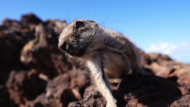 A curious Barbary ground squirrel sniffs and reaches toward a smartphone on dark volcanic lava rocks in Fuerteventura, Canary Islands, under bright daylight.