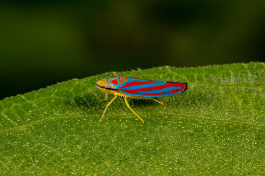 Closeup of Scarlet and Green Leafhopper on plant leaf. Insect identification, nature and habitat preservation concept.