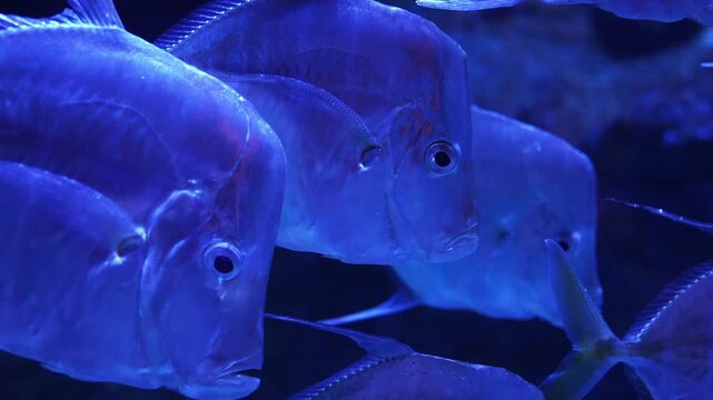 Small silver moonfish glide slowly in deep blue indoor light at Gran Canaria aquarium, round eyes and filament fins visible, gentle synchronized motion in tight frame