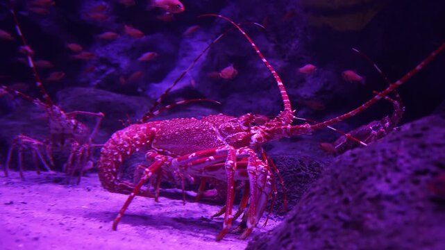 Large red spiny lobster walks on pale sand as orange fish drift by dark rocky backdrop in an aquarium on Gran Canaria, under purple pink lighting with subtle motion.