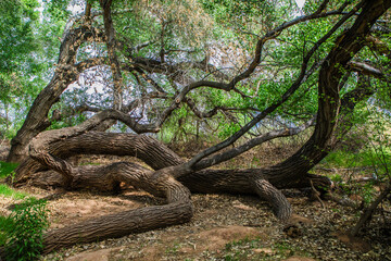 Fototapeta premium Lone mesquite tree growing close to the ground