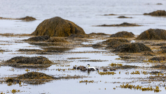 common eider duck family with chicks swimming among rockweed covered outsrops, Ytri Tunga Beach, Sn&aelig;fellsnes Peninsula, Iceland