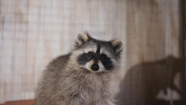 Curious baby raccoon on wooden box, standing upright under soft indoor lighting, fur fluffed, front paws slightly raised, alert expression, closeup portrait capturing whiskers and masked face