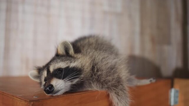 Tired baby raccoon on wooden crate edge, head low, eyes half closed, crumbs on snout, relaxed forager mood, indoor rustic setting, shallow depth of field, subtle shadow silhouette, cozy atmosphere