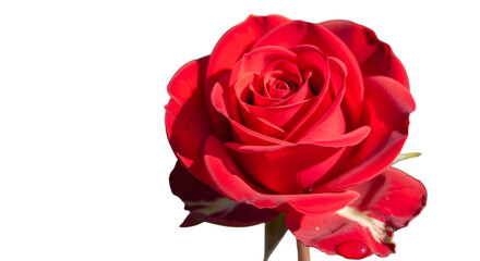 Red Rose Flower | Romantic Love Blossom | romantic