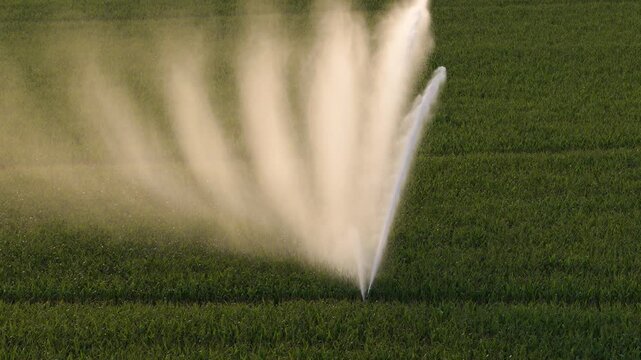 Industrial irrigation of a cornfield. Water waste on corn monoculture in France in summer.