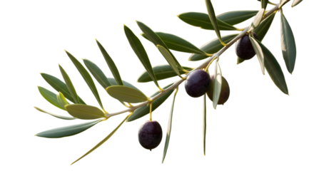 Olive Branch Green | Natural Mediterranean Leaves | branch