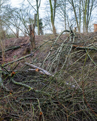 Clearing of fallen branches and trees in a wooded area during winter season in a forest landscape