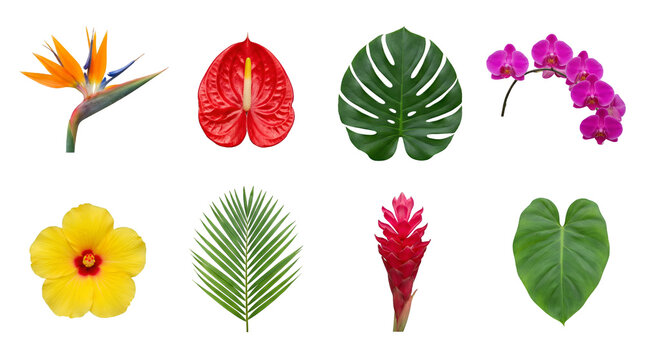 Tropical flora set including bird of paradise, anthurium, monstera, orchid, hibiscus, palm, ginger, and philodendron isolated. Botanical collection for summer design.