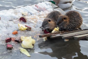 Two small wild nutrias eating vegetables.People have equipped a place for feeding wild nutria on the city river.