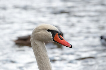 Portrait of an adult swan in the water in winter close-up.