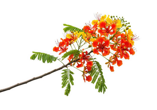 Vibrant orange yellow flamboyant tree flowers on a branch green leaves, isolated on transparent background