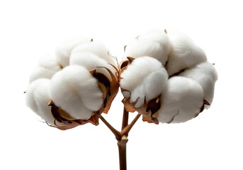 Two cotton bolls on a stem isolated on transparent background
