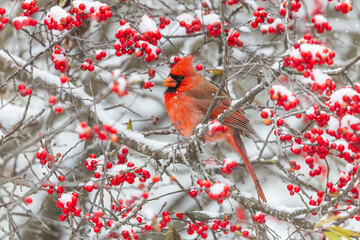 01530-26515 Northern Cardinal (Cardinalis cardinalis) male in Common Winterberry bush (Ilex verticilatta) in winter Marion Co. IL