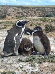 Fototapeta premium Pinguim e seus Filhotes em Habitat Natural. Cena adorável retrata família de pinguins de Magalhães na Patagônia Argentina.