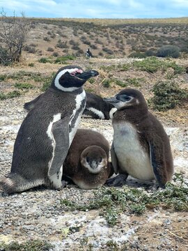 Pinguim e seus Filhotes em Habitat Natural. Cena ador&aacute;vel retrata fam&iacute;lia de pinguins de Magalh&atilde;es na Patag&ocirc;nia Argentina.