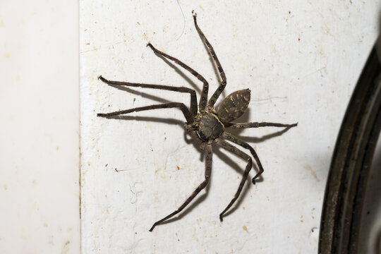 A Huntsman Spider (Heteropoda venatoria) on the wall.
