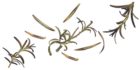 Grilled rosemary herbs, charred aromatic leaves isolated on white background