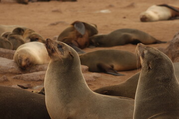 Fototapeta premium Massive colony of Cape Fur Seals resting on the rocky shores of Cape Cross, Namibia.