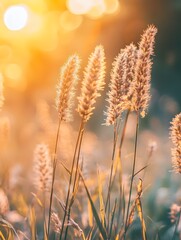 Warm golden sunlight illuminates delicate meadow grass in a summer field, creating a tranquil and ethereal scene, perfect for nature-themed stock photography
