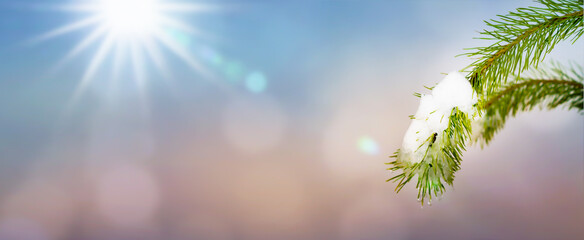 close-up of snow thawing on a pine branch isolated on sky in sunshine, thaw in spring, nature scene outdoors for springtime backgrounds