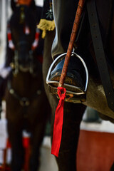 Espuelas, fiestas de Fornells Sant Antoni Menorca, Caballo Menorqu&iacute;n