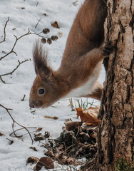 Wiewiórka Basia na drzewie © Fotkinatki