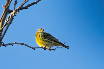 European Serin perched on a branch in the morning light