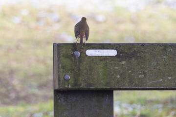bird on a wooden fence