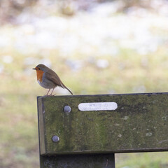 robin on a fence