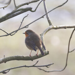robin in snow