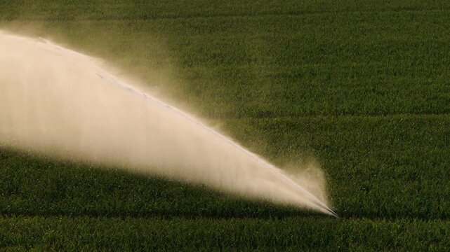 Water wasting with a sprinkler machine, maize monoculture in France in summer.