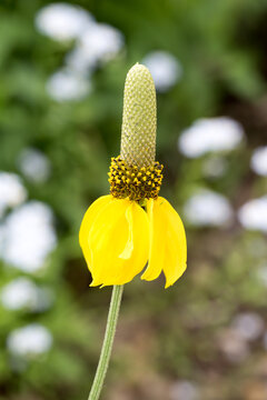Beautiful prairie coneflower (Ratibida columnifera).