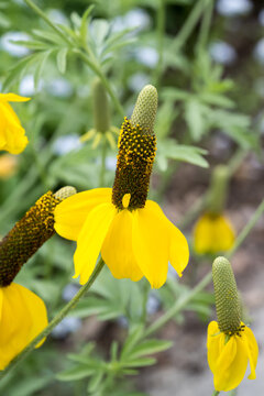 Beautiful prairie coneflower (Ratibida columnifera).