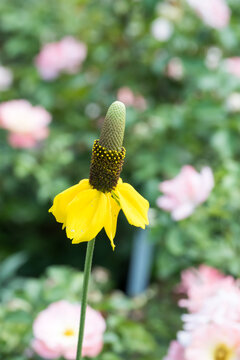 Beautiful prairie coneflower (Ratibida columnifera).
