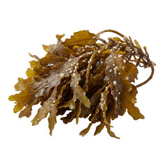 Obraz premium Pterygophora seaweed displaying broad, leathery brown blades with ruffled edges and attached stipes, a robust kelp species characteristic of cold marine coastal ecosystems.