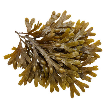 Fucus vesiculosus seaweed with olive-brown, flattened fronds and distinctive air bladders, showing leathery texture and branching structure typical of intertidal brown algae.