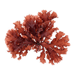 Fototapeta premium Schizymenia seaweed displaying broad, ruffled red blades with a fleshy texture and natural surface granulation, a distinctive red algae species commonly found in temperate marine waters.